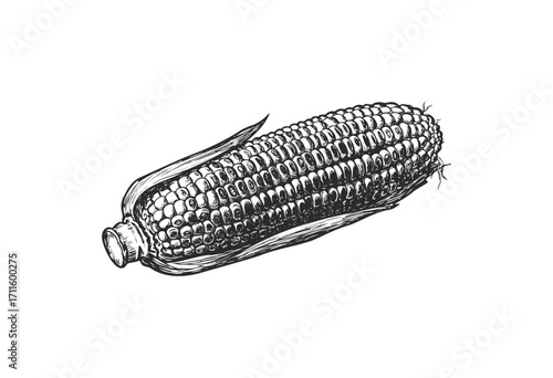 Detailed corn drawing: intricate black and white vector illustration of maize ear - stock vector