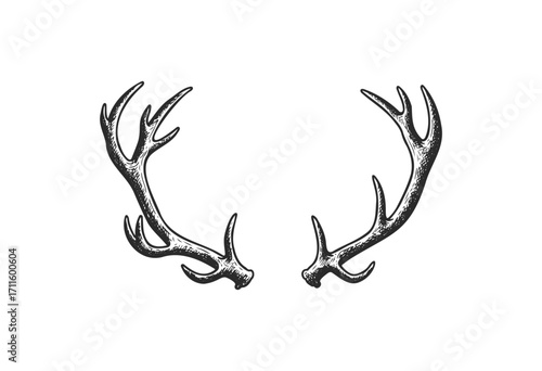 Intricate black deer antlers illustration - stock vector