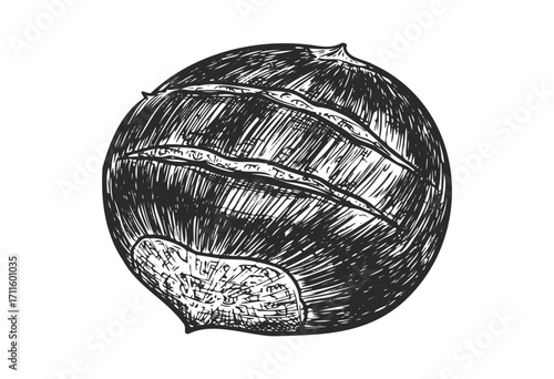 Detailed black and white chestnut illustration with textured lines - stock vector