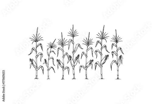 Detailed black and white line art of corn stalks - stock vector