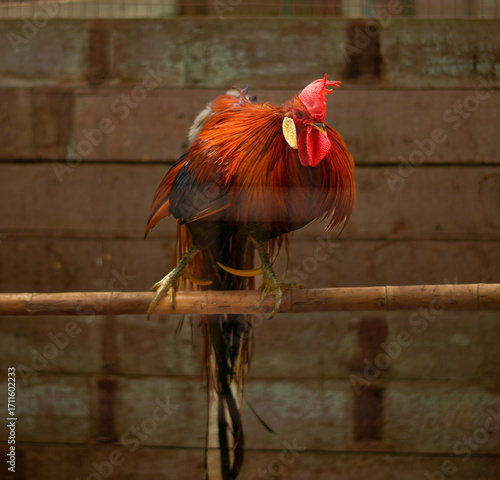 Foto This eye-catching portrait captures a magnificent rooster perched on a wooden bar