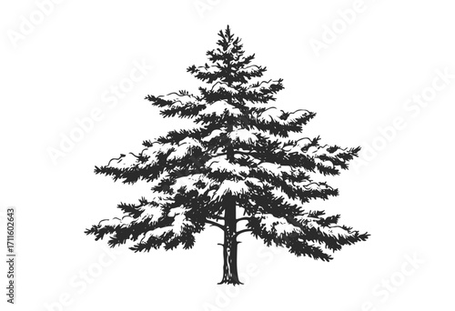 Snow-covered evergreen tree silhouette - stock vector