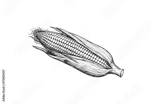 Hand-drawn illustration of corn on the cob in husk with detailed kernels - stock vector