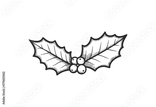 Vintage holly leaves and berries sketch illustration for festive designs - stock vector