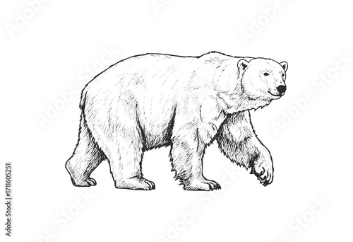 Polar bear walking illustration in black and white with detailed fur texture - stock vector