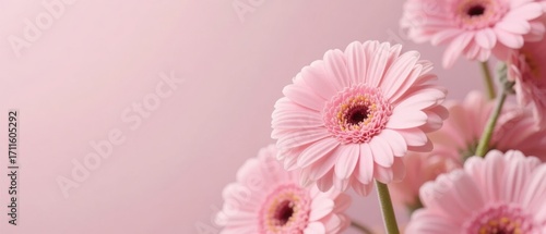 Pink gerbera daisies arranged against a soft pink background