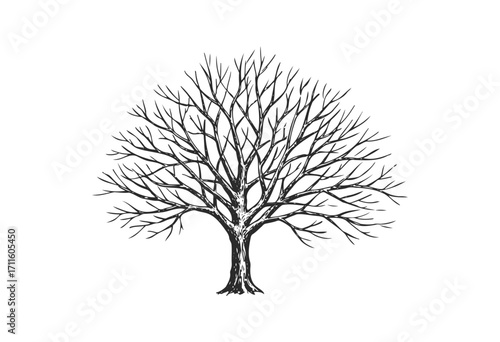 Intricate bare tree silhouette - stock vector