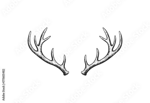 Detailed black and white deer antlers - stock vector