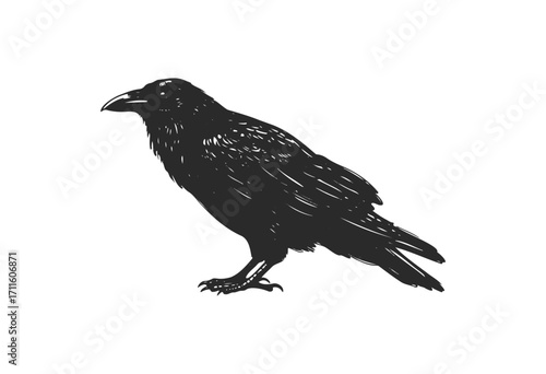 Detailed black silhouette of a raven - stock vector