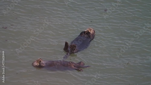 Cape Kiritappu, Hokkaido Wild sea otter parent and child raising their young
