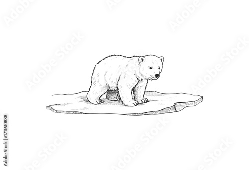 Sketch of a young polar bear on ice - stock vector