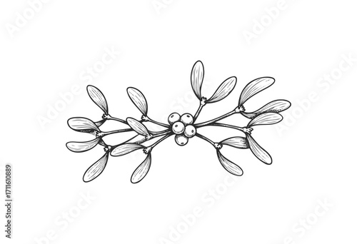 Intricate black and white mistletoe branch with berries - stock vector