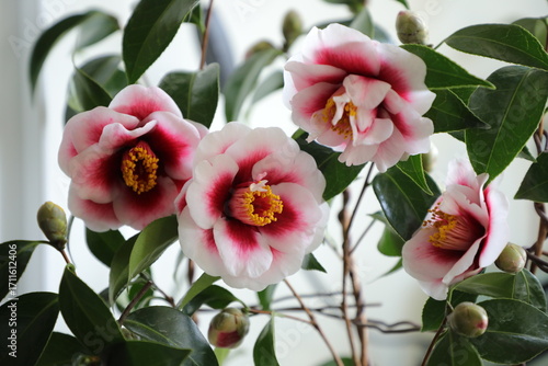 A beautiful camellia grown and photographed by a camellia enthusiast.	