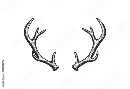 Vintage deer antlers illustration - stock vector