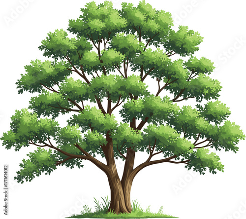 Old deciduous green tree with a massive canopy, detailed trunk, and lush foliage, perfect for nature, ecology, environment, and landscape design projects.