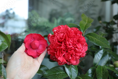 A beautiful camellia grown and photographed by a camellia enthusiast.	Grand Marshall.