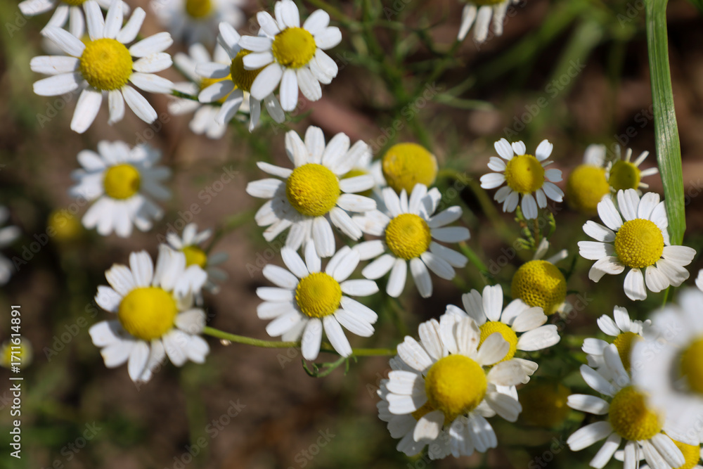 Obraz premium Abundantly scattered white flowers with a yellow center create a gentle and joyful mood, symbolizing serenity and natural beauty. Sunlight illuminates the petals, emphasizing the lightness and eleganc