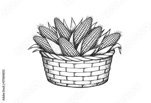 Hand-drawn basket of corn cobs in intricate black and white pen sketch - stock vector
