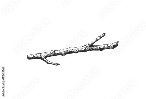 Detailed black and white illustration of a tree branch - stock vector