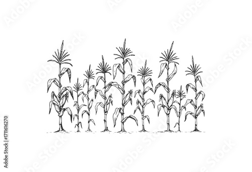 Detailed black and white drawing of corn plants with tassels and leaves - stock vector