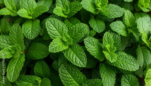 Fresh mint leaves close-up