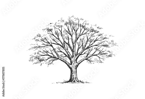 Leafless tree in winter: detailed black and white ink sketch of a lone tree - stock vector