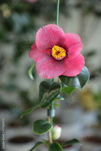 A beautiful camellia grown and photographed by a camellia enthusiast.	