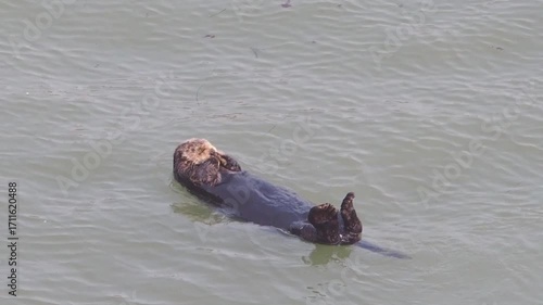 Cape Kiritappu, Hokkaido Wild sea otter parent and child raising their young
