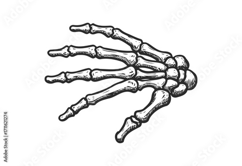 Illustrated human hand skeleton bones detailed drawing - stock vector