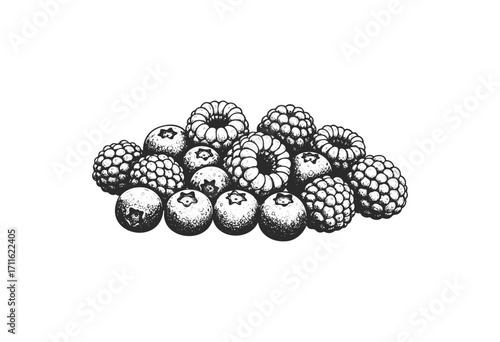 Monochrome berries: detailed illustration of blackberries and blueberries in black and white - stock vector