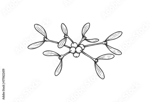 Detailed black and white sketch of mistletoe branch with leaves and berries - stock vector