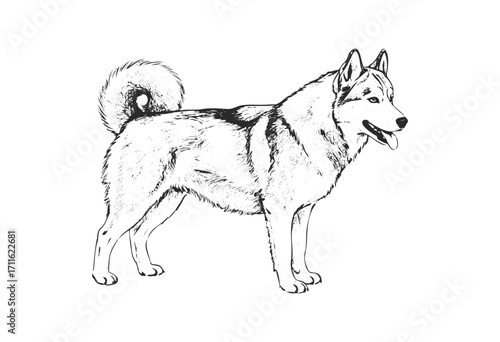 Detailed black and white illustration of alaskan malamute dog in standing pose - stock vector