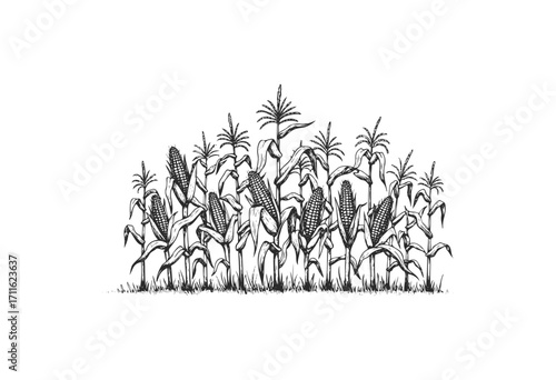 Detailed black and white illustration of corn stalks in a field - stock vector