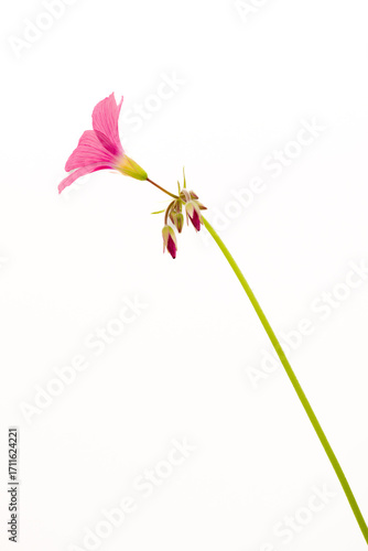 Bowie's wood-sorrel (Oxalis bowiei) in blooming in Japan in September
