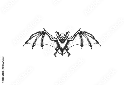 Detailed black and white bat illustration with wings spread - stock vector