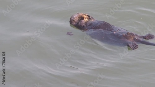 Cape Kiritappu, Hokkaido Wild sea otter parent and child raising their young