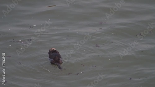 Cape Kiritappu, Hokkaido Wild sea otter parent and child raising their young
