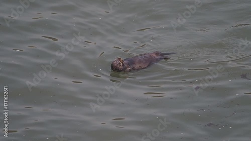 Cape Kiritappu, Hokkaido Wild sea otter parent and child raising their young