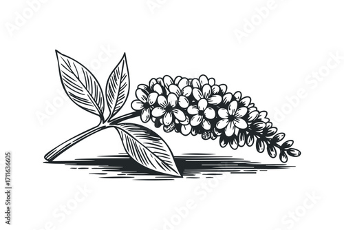 Black and white sketch of flowering plant branch with leaves. Vector hand drawn illustration