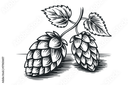 Two Hop Cones with Leaves on Stem Isolated. Vector hand drawn illustration