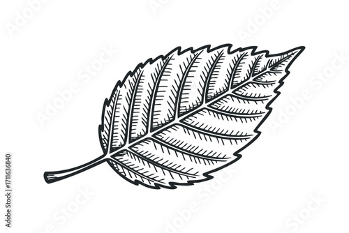 Line art leaf with vein detail on transparent. Vector hand drawn illustration