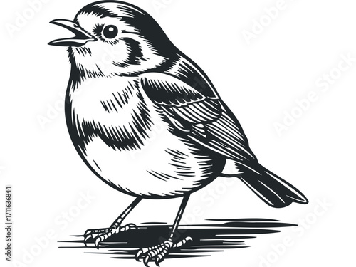 Small bird perched on a surface, vocalizing with an open beak in a linocut style. Vector hand drawn illustration