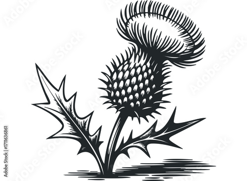 Thistle plant with spiky leaves and flower head. Vector hand drawn illustration
