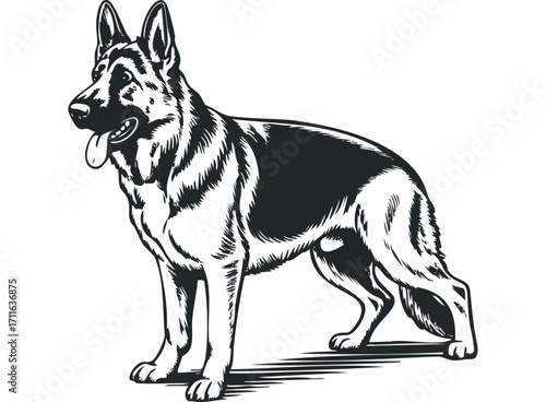 German Shepherd dog standing alert on a transparent background. Vector hand drawn illustration