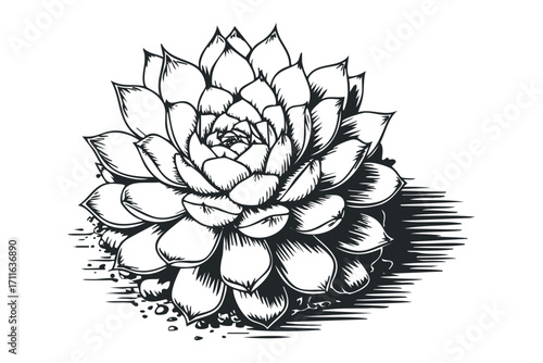 Line art succulent plant with shadow detail on transparent background. Vector hand drawn illustration