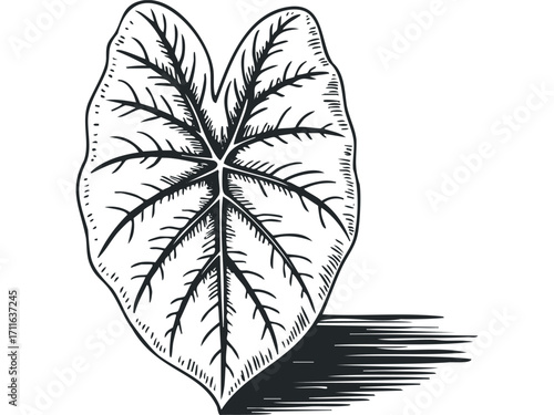Single Taro leaf outline on transparent background. Vector hand drawn illustration