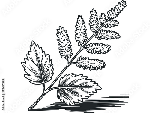 Line drawing of a plant stem with leaves and seed heads. Vector hand drawn illustration
