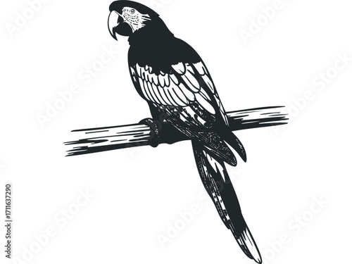 Monochromatic Macaw Perched on a Branch Transparent. Vector hand drawn illustration