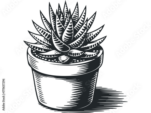 Potted succulent plant etched style isolated on white. Vector hand drawn illustration