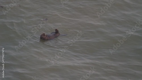 Cape Kiritappu, Hokkaido Wild sea otter parent and child raising their young
